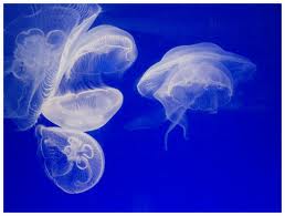 аквариум с медузами