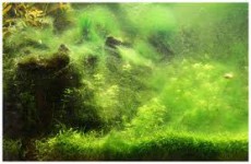 Аквариум, заросший зелеными водорослями