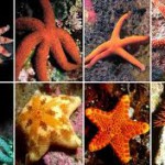Виды морских звезд